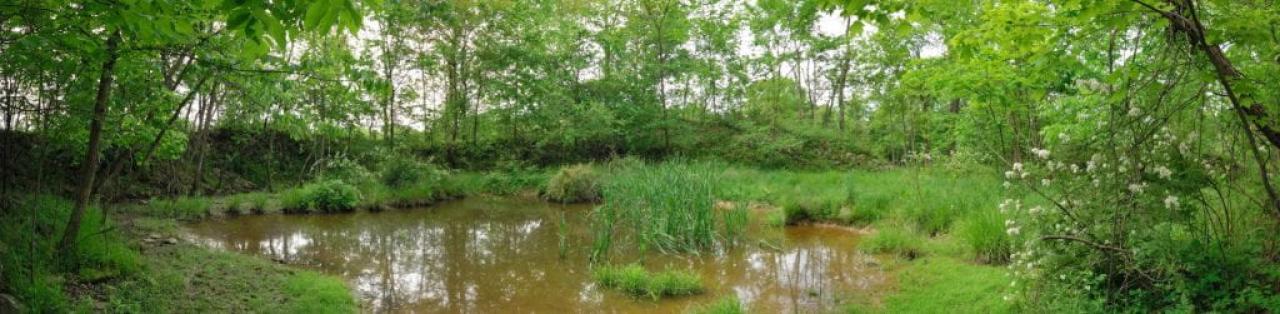Panoramic view of water, plants, and trees at Glenford Fort. Image courtesy of Timothy E. Black.