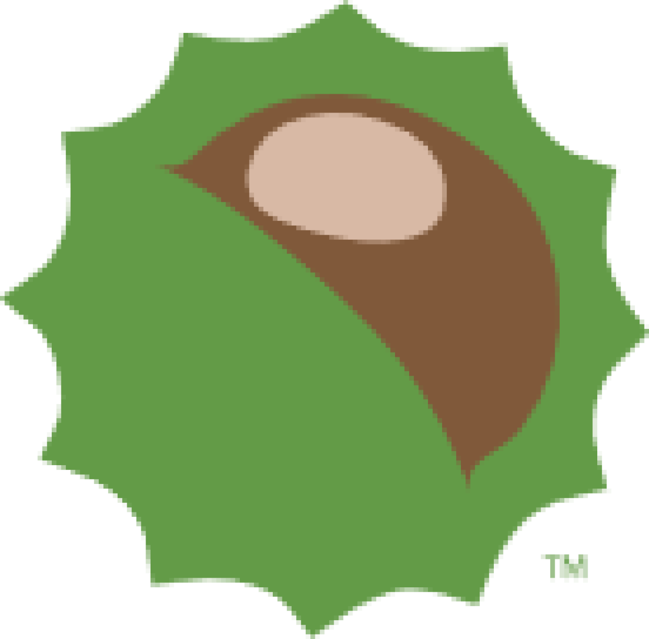 Buckeye nut in prickly green shell. Image courtesy of The Ohio State University.