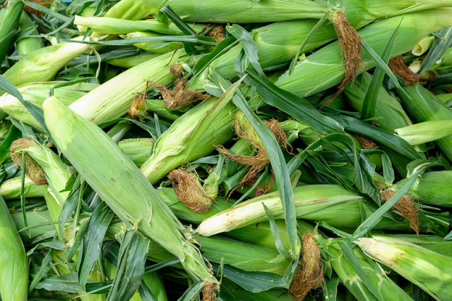 Pile of ripe corn. Image courtesy of The Ohio State University.