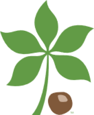 Buckeye leaf and nut to the right hand side. Image courtesy of The Ohio State University.