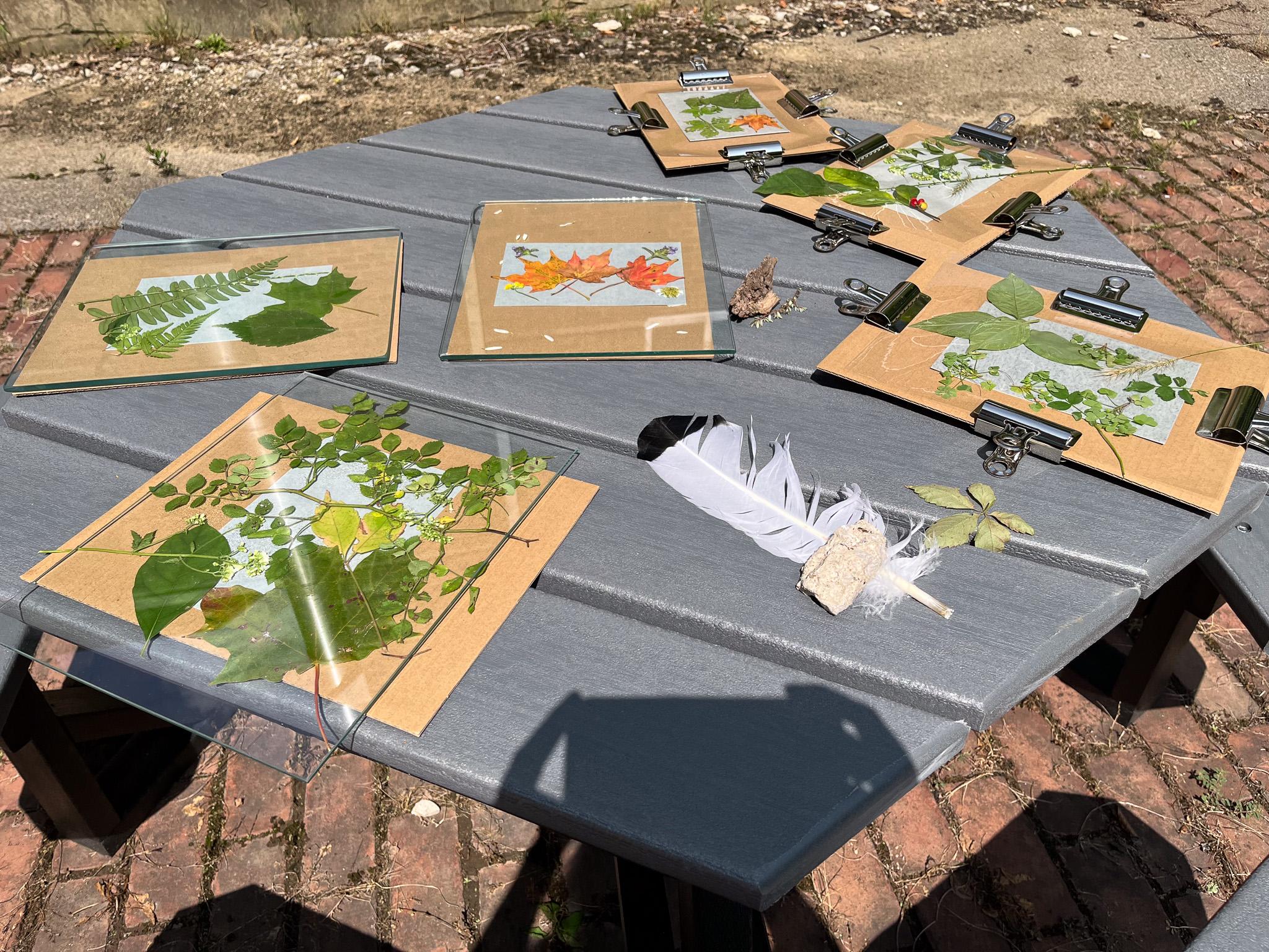 Plants resting on cyanotype treated paper in the sunlight on a table outside.