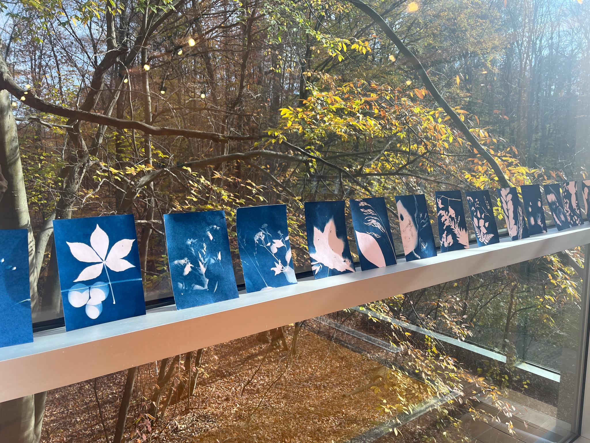 Cyanotype blue plant prints resting along a ledge against a forested background.
