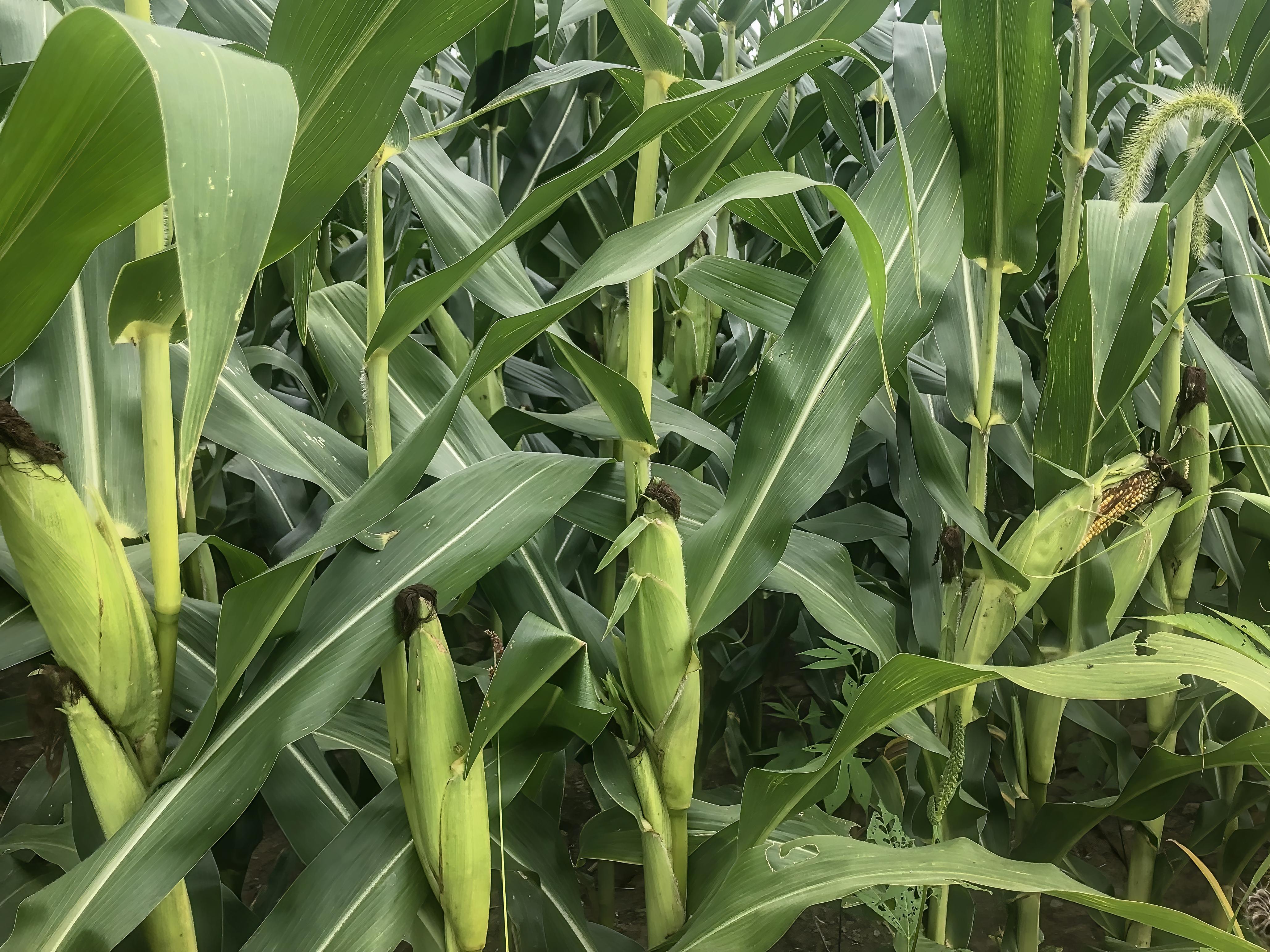 Corn field